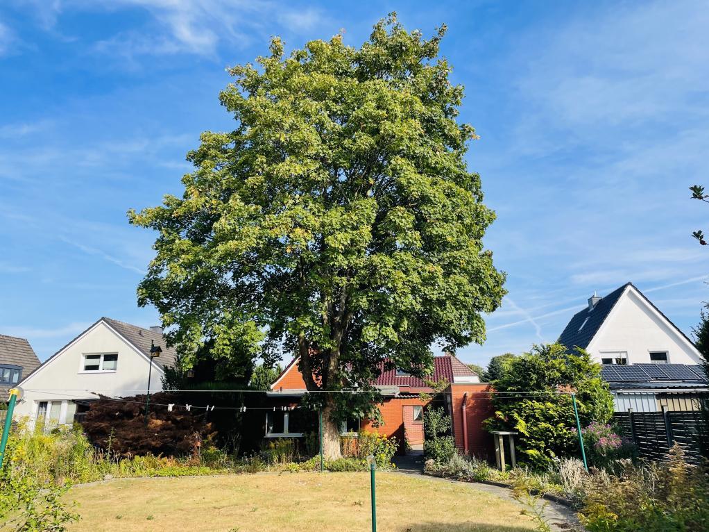 Einfamilienhaus: geplegtes Grundstück